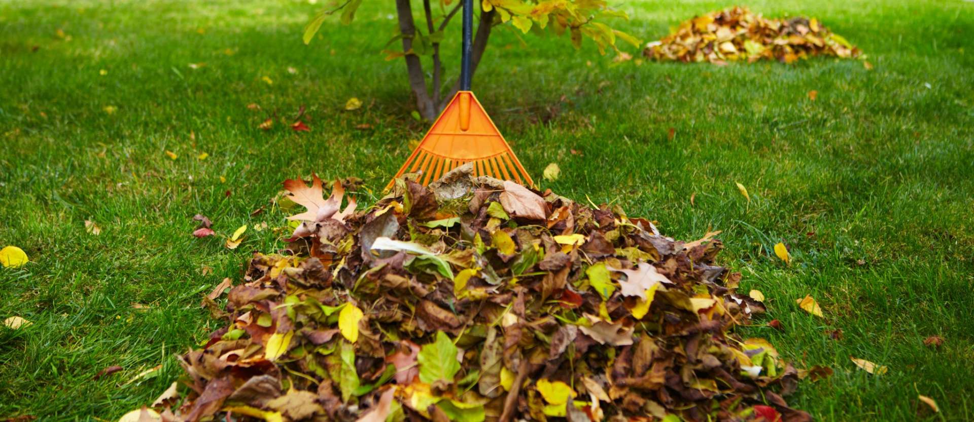 Fall Clean Up Toronto - Midtown Landscaping Inc.